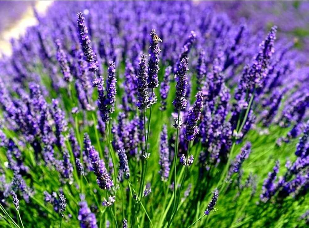 lavender lavandula flower seeds
