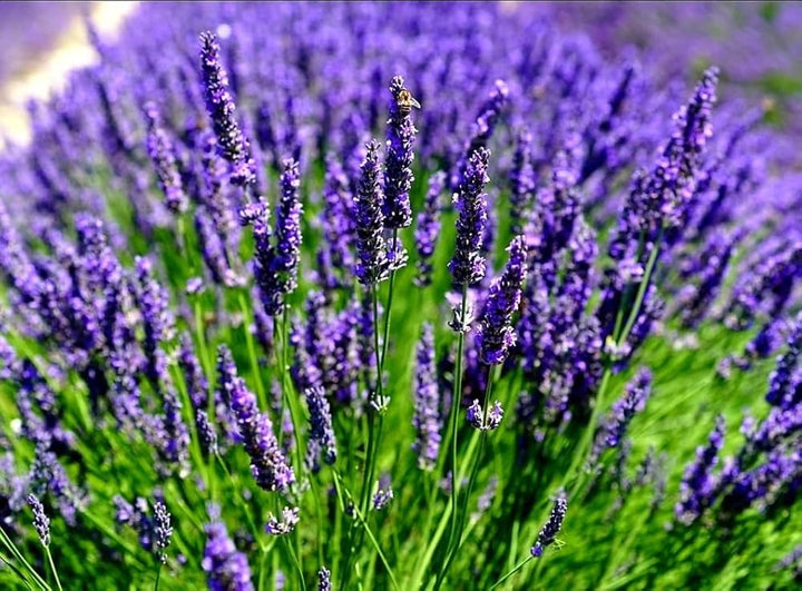 Purple Lavender Herb Lavanda Lavandula Angustifolia Spica Fragrant Flowers Flower Seeds