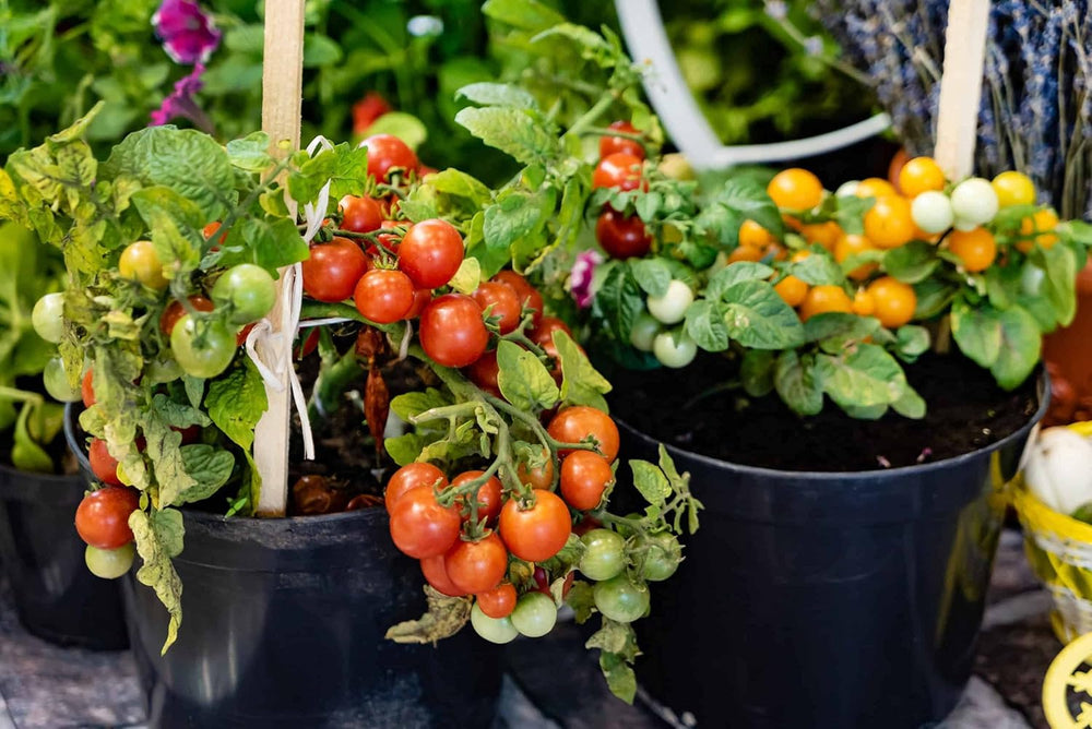 Heirloom Non-GMO Mixed Giant Tomato Seeds
