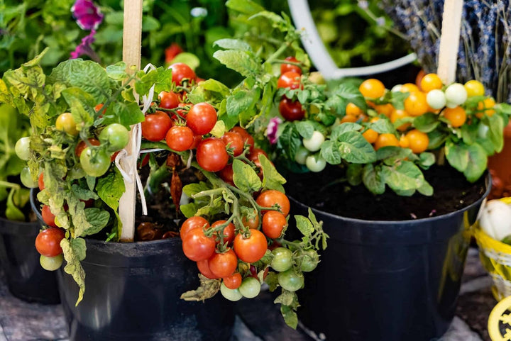 Heirloom Non-GMO Mixed Giant Tomato Seeds