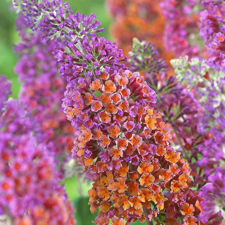 Mørkelyserød Buddleia Butterfly Bush Plantefrø til udplantning - 100 stk