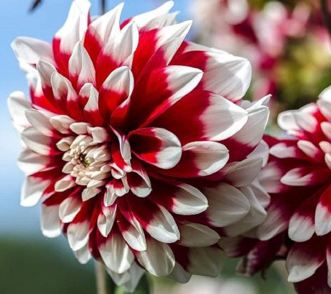 chrysanthemum seeds planting White and Red Chrysanthemum Flower Seeds for Planting