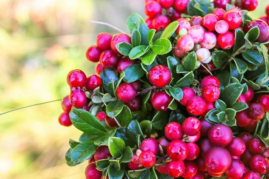 Vaccinium Vitis Fruit Seeds for Planting - Lush Berry Bushes with High Yield, Heirloom Seeds