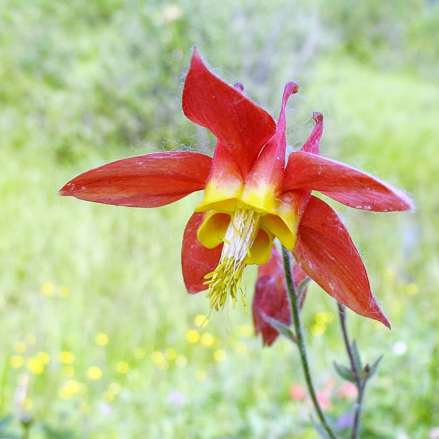 Røde Aquilegia Canadensis blomsterfrø til udplantning, 100 stk