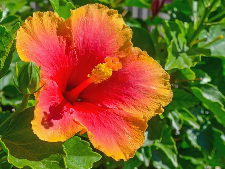 Rainbow Hibiscus Blomsterfrø 100 stk