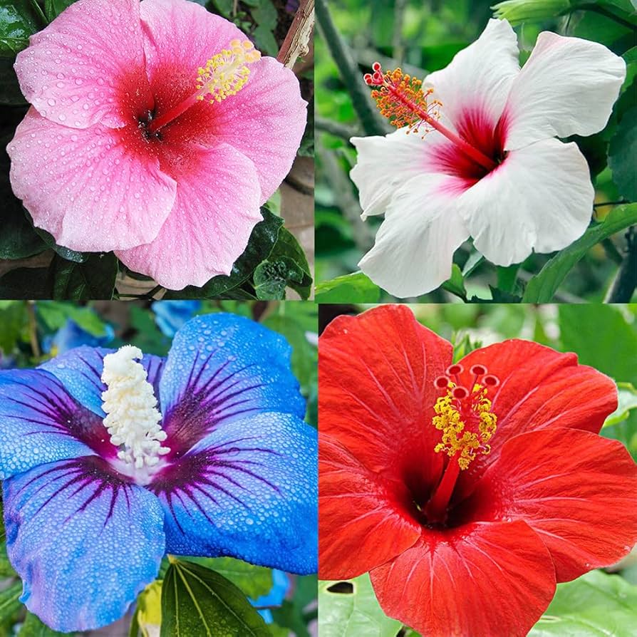 hibiscus hibiscus flower seeds