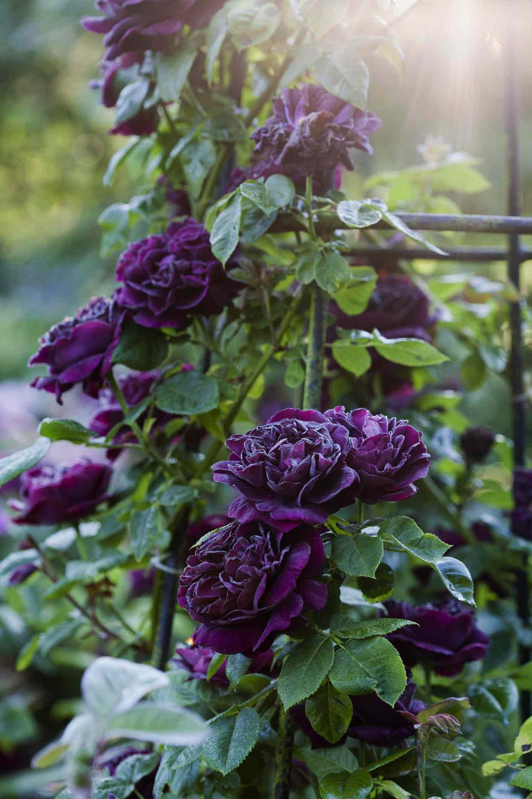 climbing rose seeds online Climbing Rose Seeds – Heirloom Non-GMO 100 pcs – Neeraseeds
