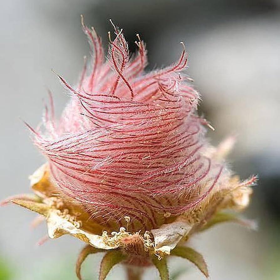 triflorum flower flower seeds