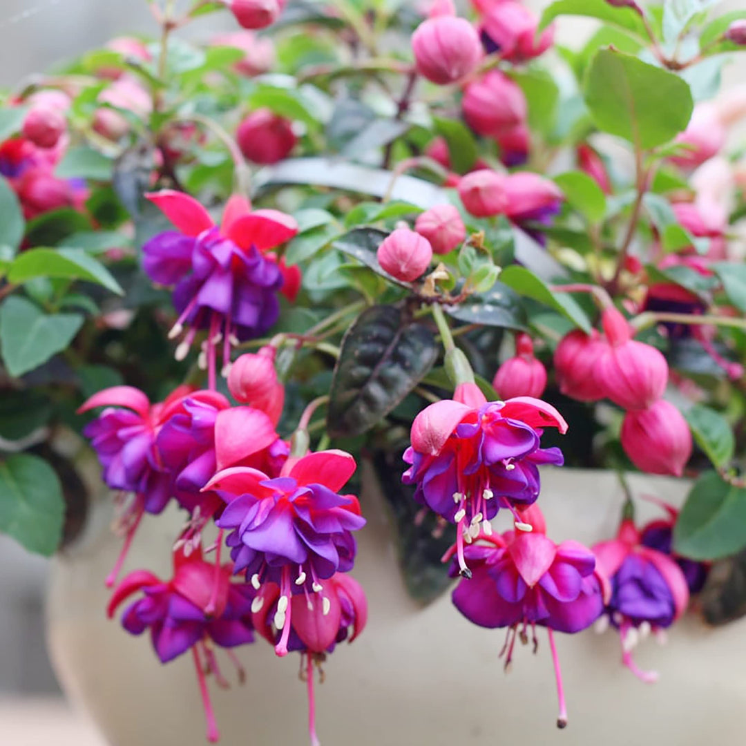 Red Pink Fuchsia Hybrida Flower Seeds – Heirloom Non-GMO High Germination Organic Garden Seeds for Planting