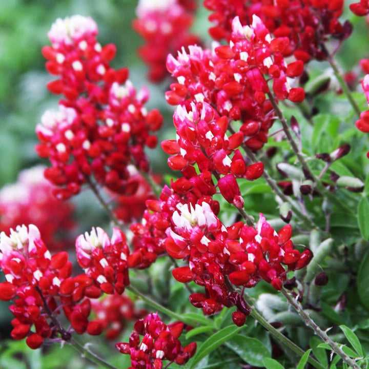 Maroon Lupine Flower Seeds for Planting 100 pcs