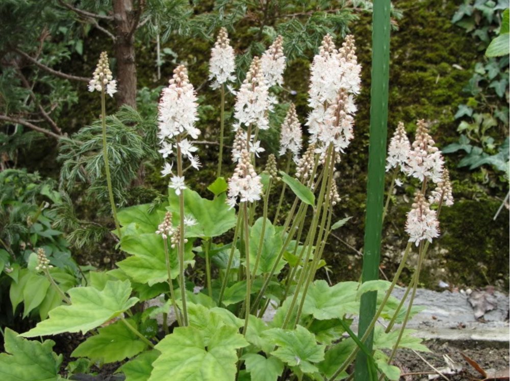 foamflower tiarella flower seeds