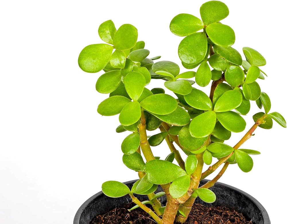 crassula ovata flower seeds