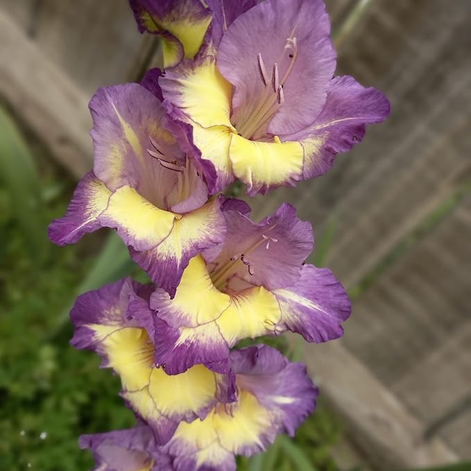 Fresh Gladiolus Flower Seeds for Planting, Purple Yellow 100 pcs