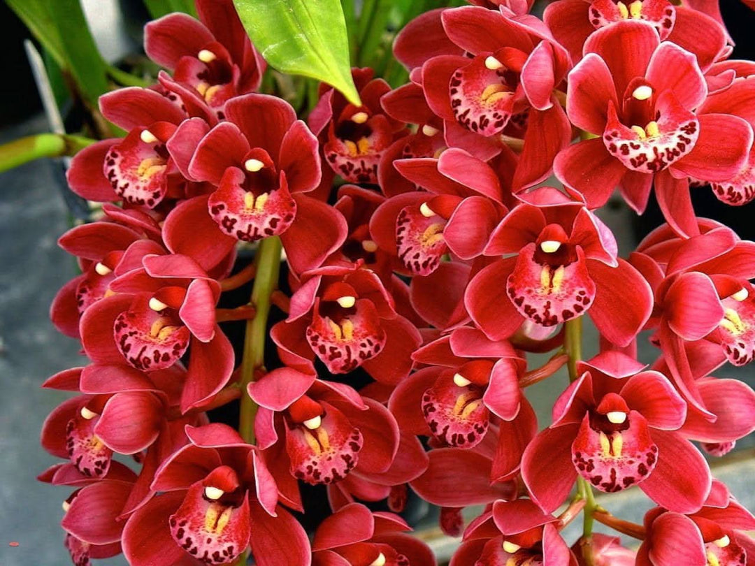 cymbidium flower flower seeds