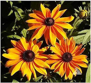 gloriosa daisy flower seeds