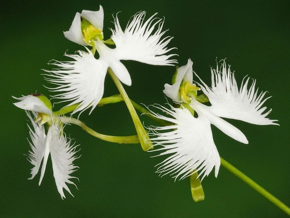 white rare flower seeds