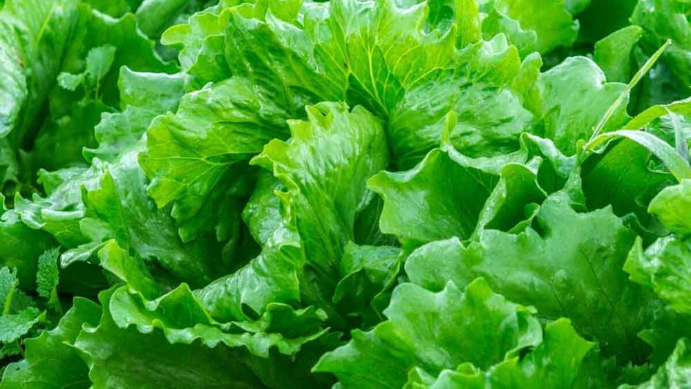 Lettuce Vegetable Seeds for Planting