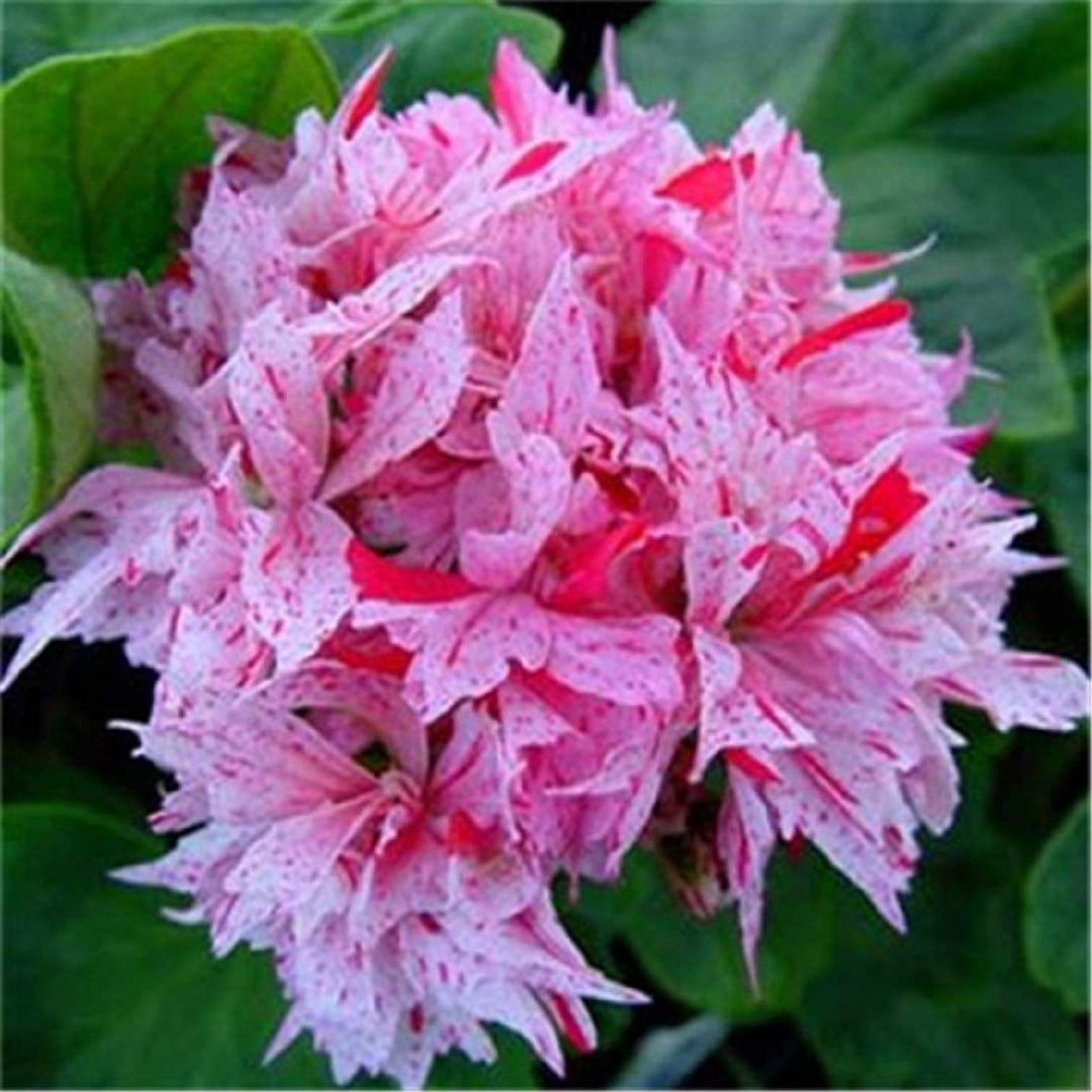 geranium bonsai flower seeds