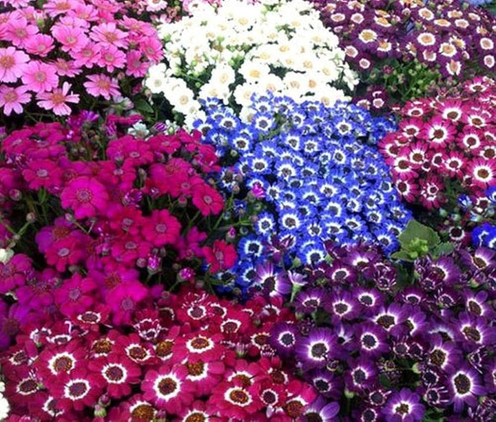 Mix Cineraria Flower Seeds for Planting - 100 pcs