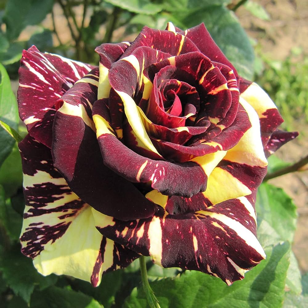 Dragon Rose Mixed Color Flower Seeds for Planting – Heirloom Non-GMO Seeds