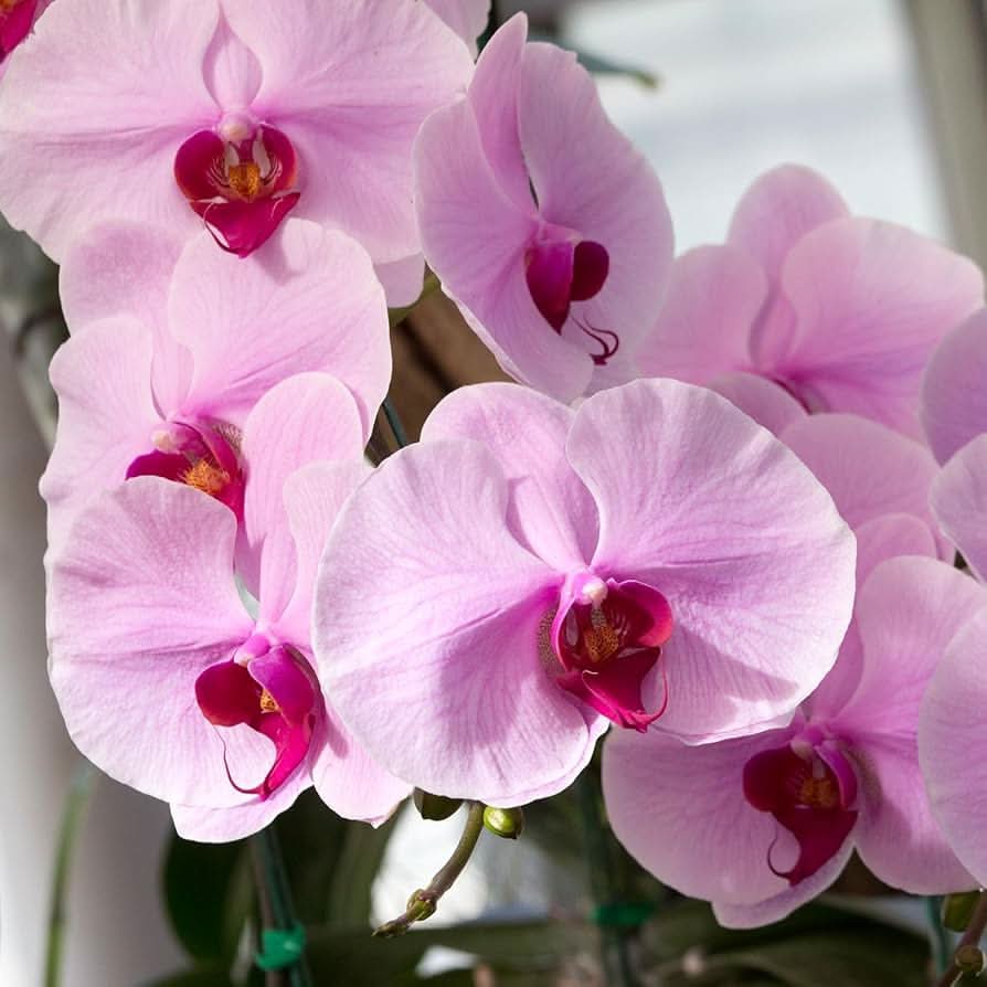 moth orchid flower seeds