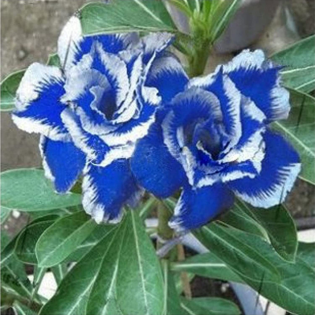White Blue Adenium Obesum Flower Seeds for Planting – Heirloom, Non-GMO, High Germination Exotic Bloom Seeds