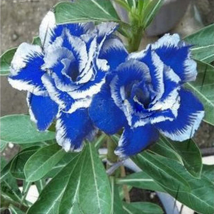 White Blue Adenium Obesum Flower Seeds for Planting – Heirloom, Non-GMO, High Germination Exotic Bloom Seeds