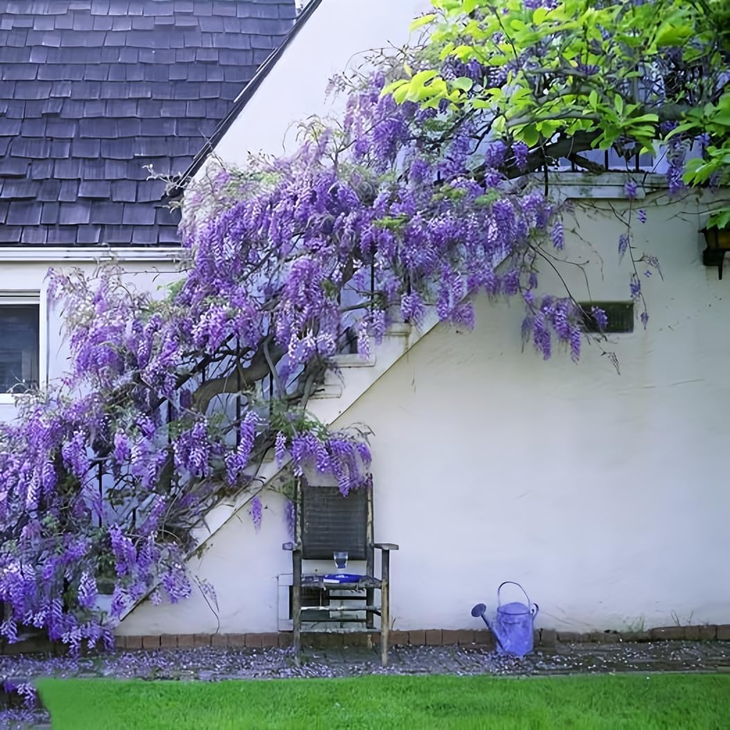 Japanese Wisteria Floribunda Purple Climbing Vine Seeds for Planting – Non-GMO Heirloom