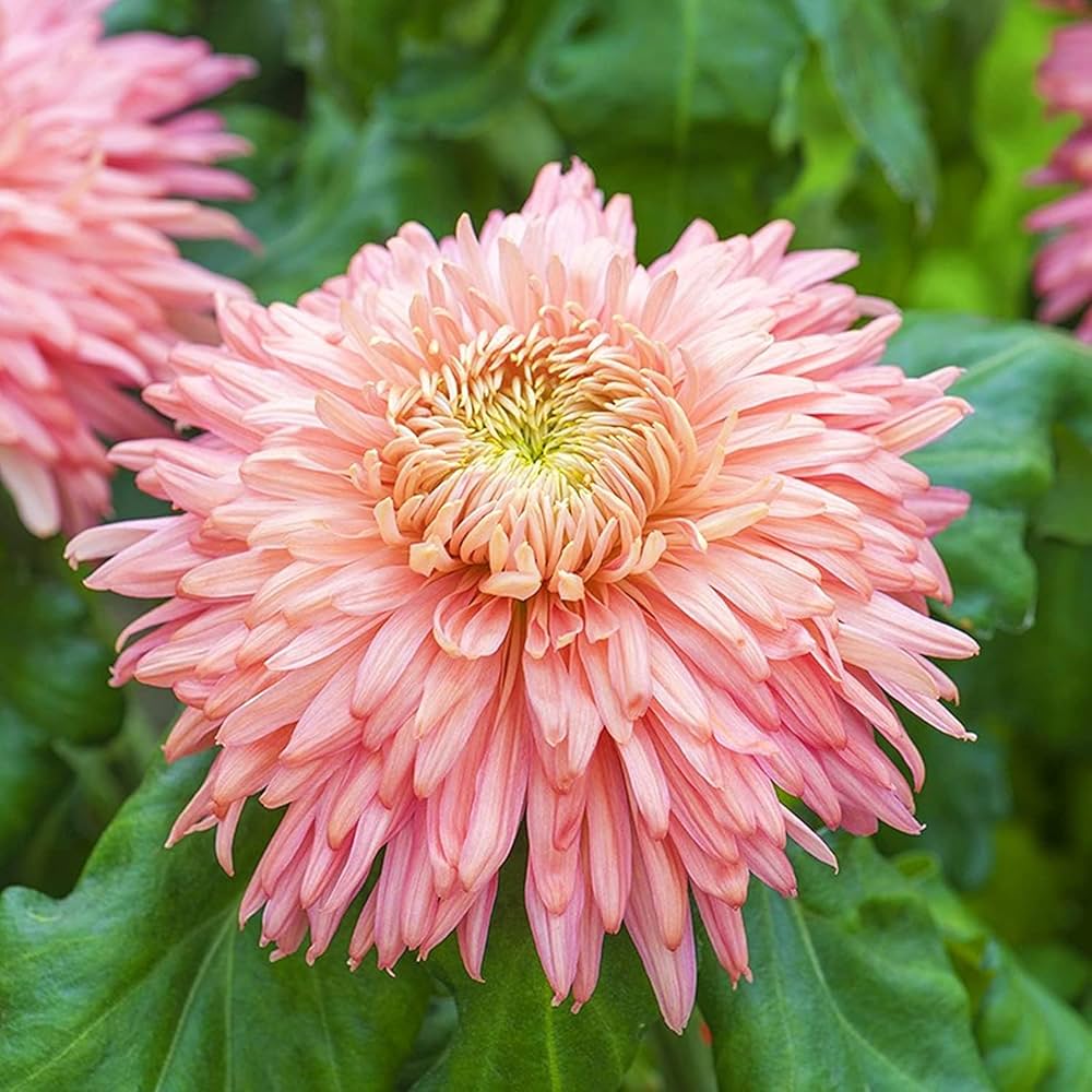 pink yellow flower seeds
