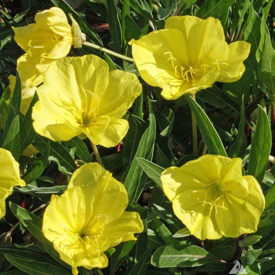 golden yellow flower seeds