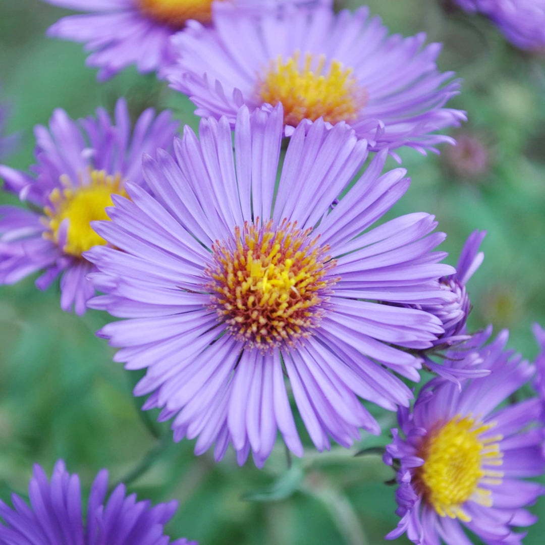 Aster Novi-Belgii Flower Seeds for Planting - 100 pcs