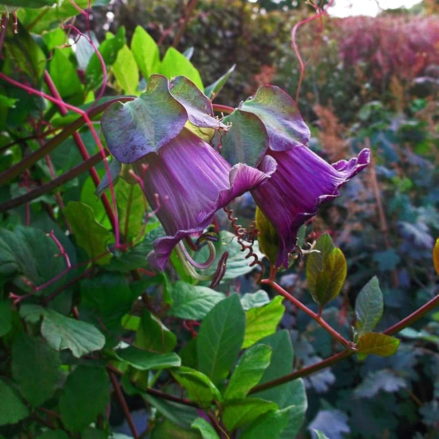 cup saucer flower seeds