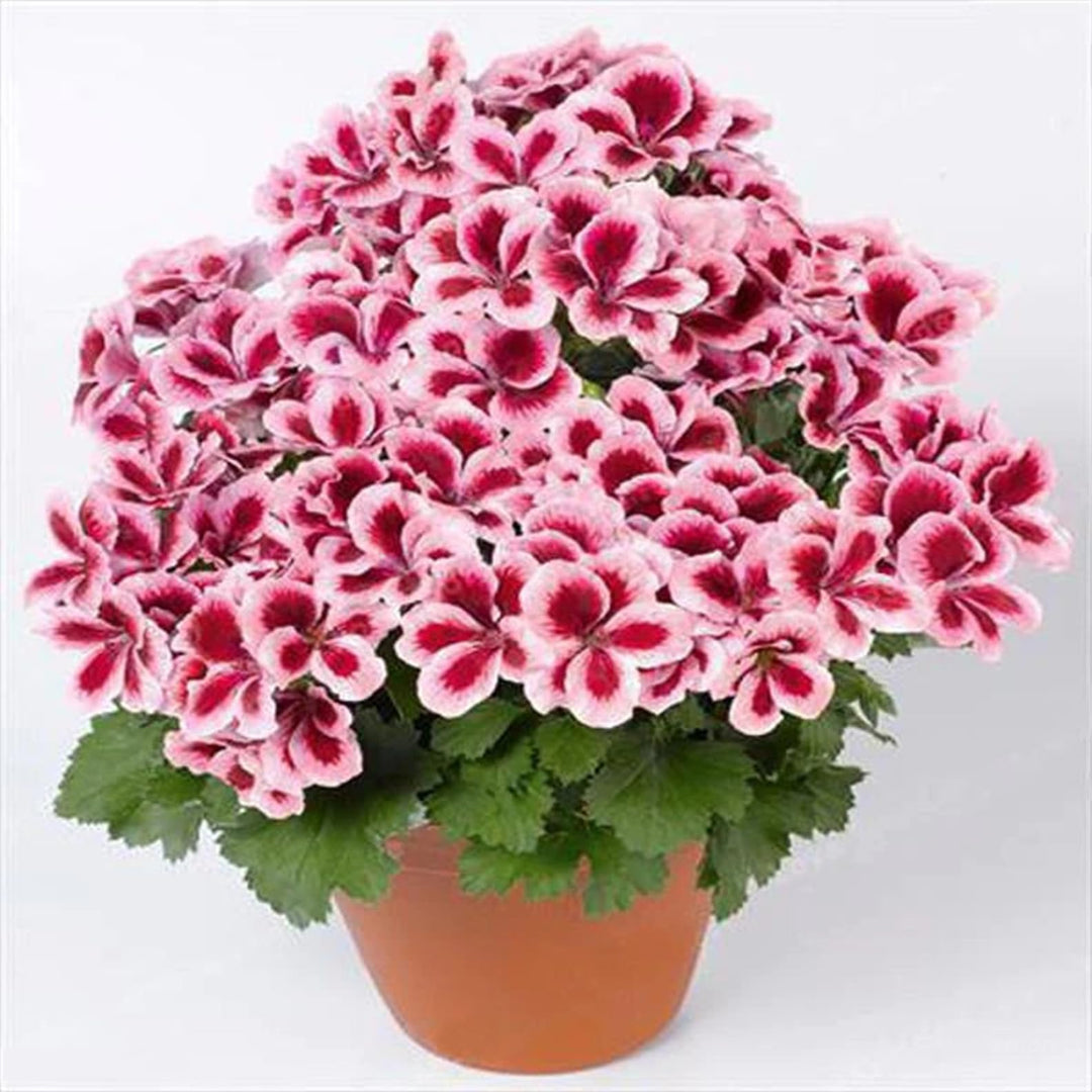 Geranium Flower Seeds for Planting Brown Purple 100 pcs