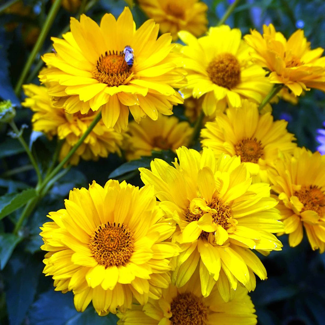 yellow heliopsis flower seeds