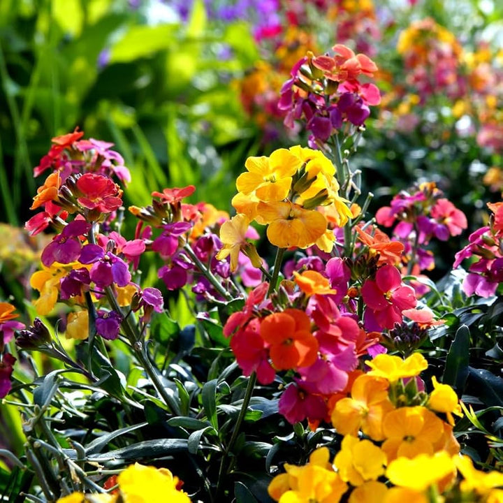 Wallflower Sunset Flower Seeds for Planting – Heirloom &amp; Non-GMO Fragrant Blooms for Borders, Pollinator Gardens &amp; Cottage Landscapes