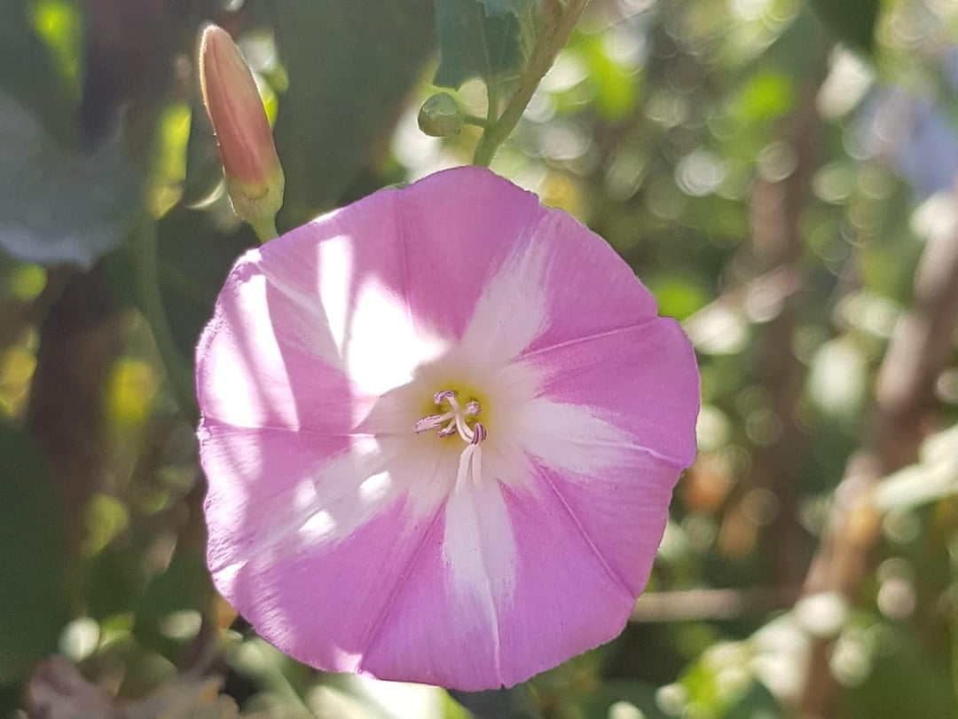 ackerwinde flower flower seeds