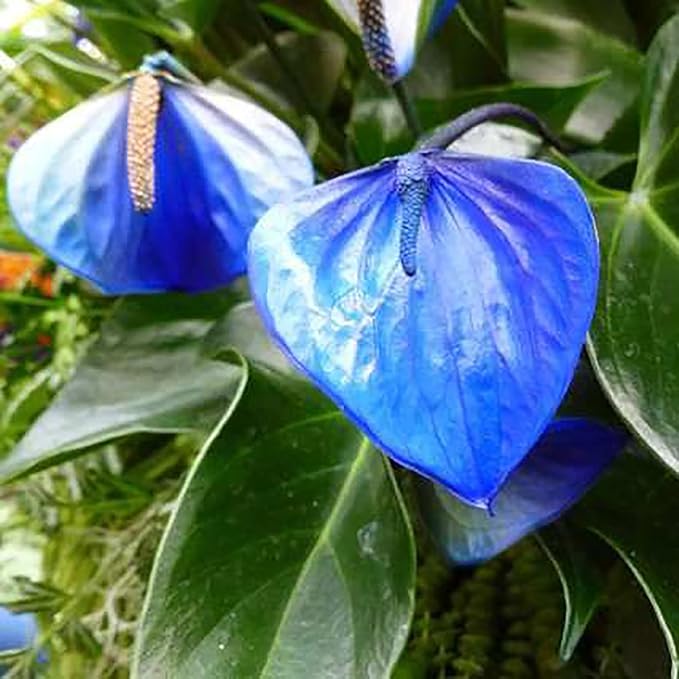 Friske Anthurium Blomsterfrø til Plantning, Blå 100 stk