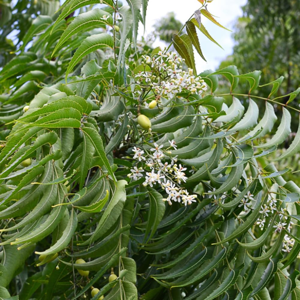 neem tree flower seeds