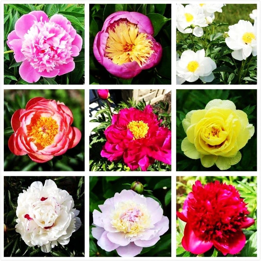 mixed peony flower seeds