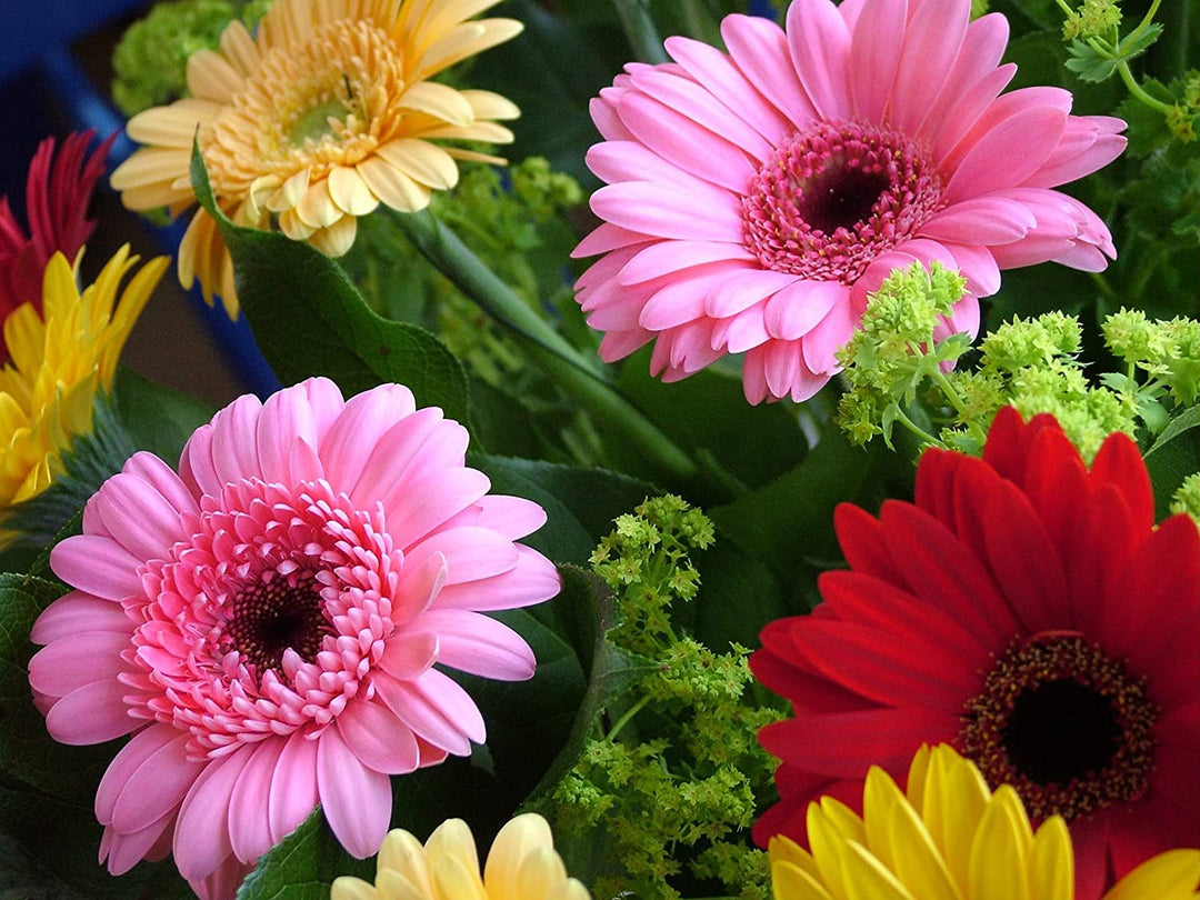 Friske Gerbera blomsterfrø til udplantning, blandet farve 100 stk