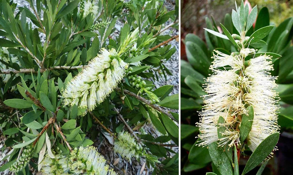 Flower Seeds, Seeds for Planting, Plant Seeds