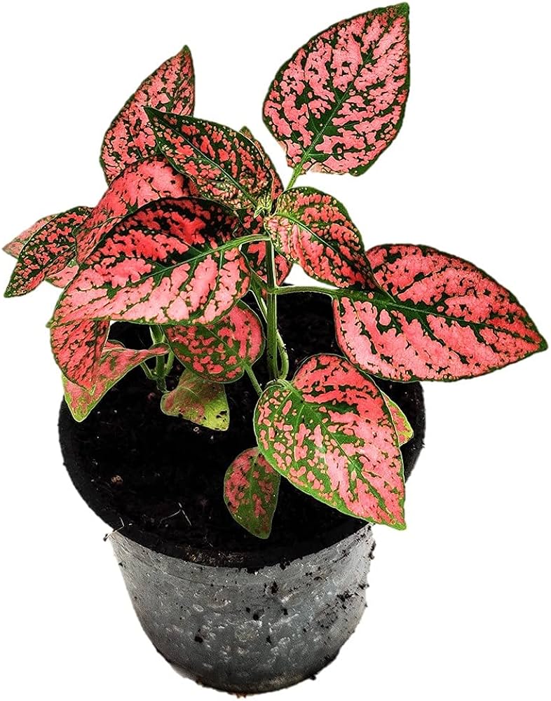 red hypoestes flower seeds