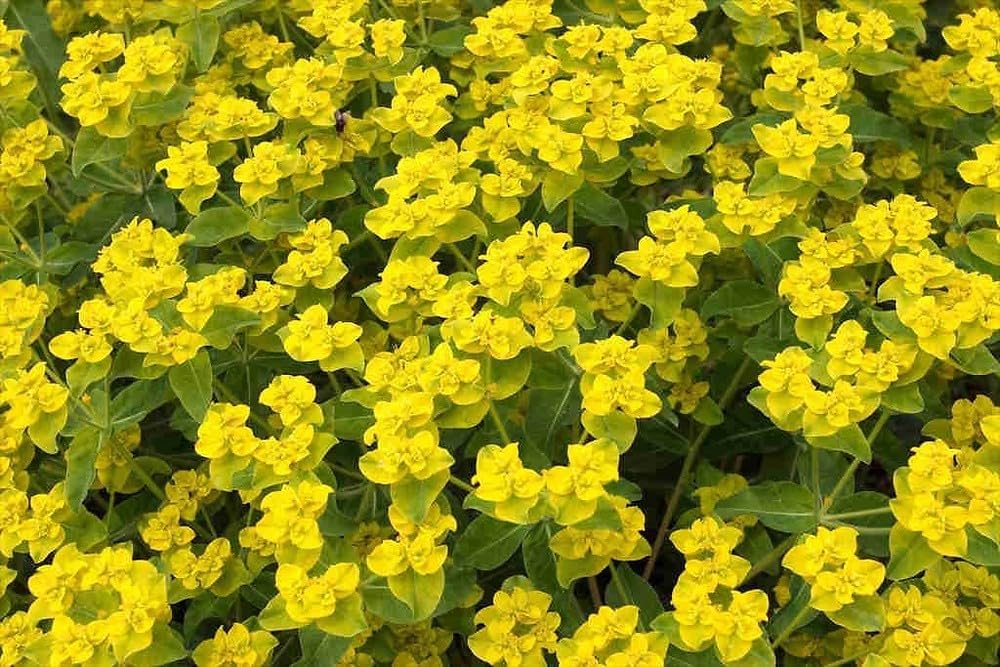heirloom euphorbia flower seeds
