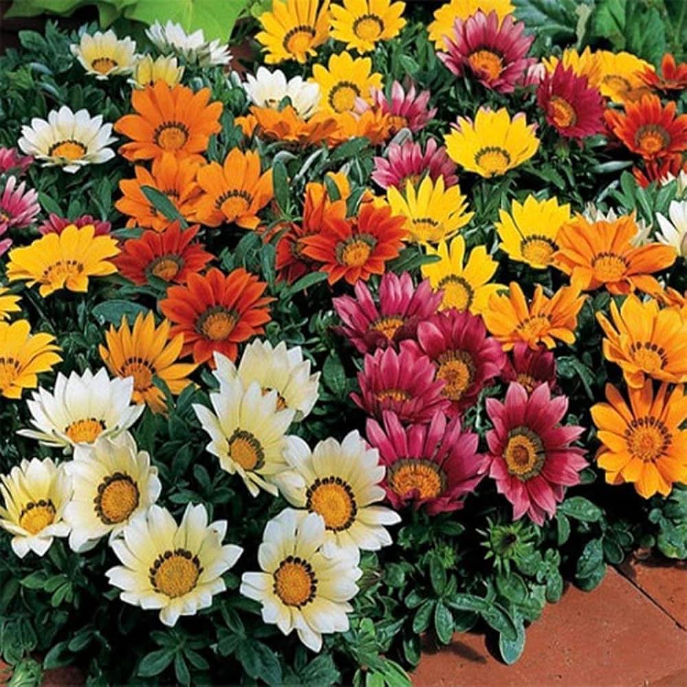 gazania gazania flower seeds