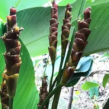 brown calathea flower seeds