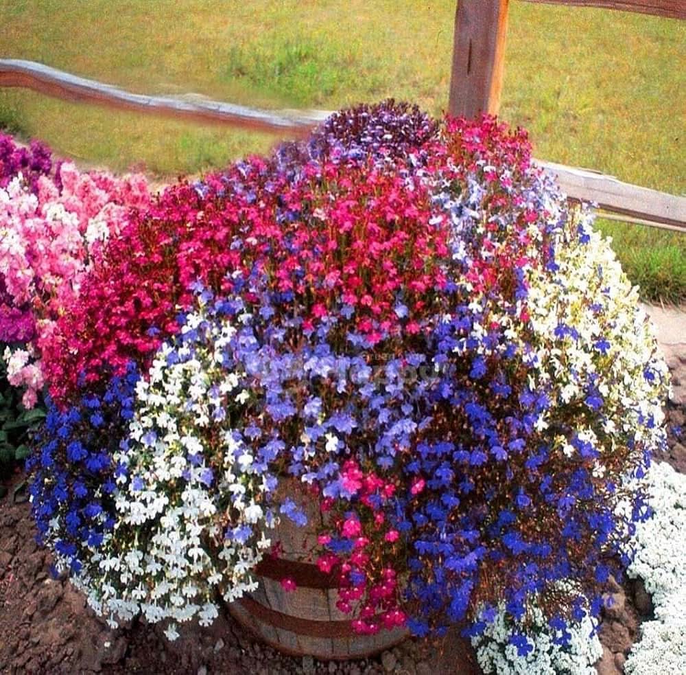 blue trailing flower seeds