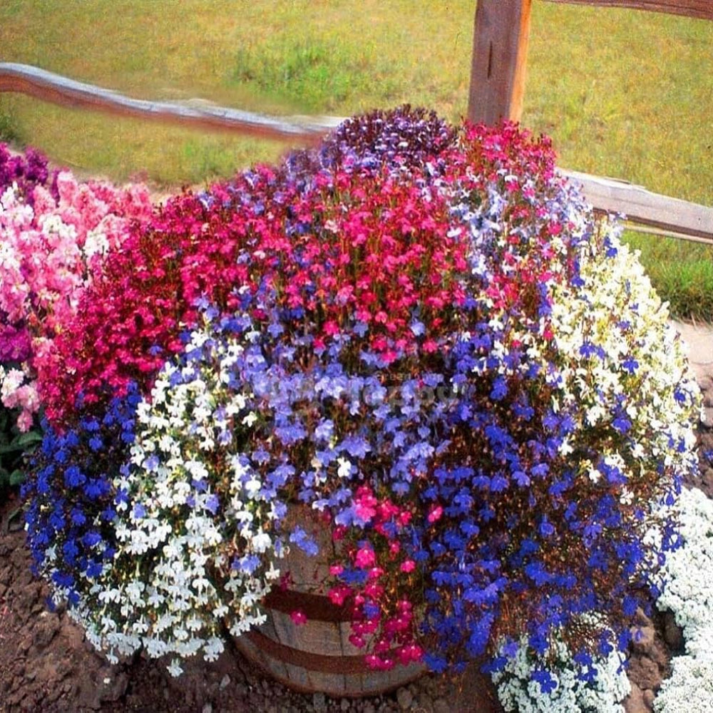 blue lobelia flower seeds