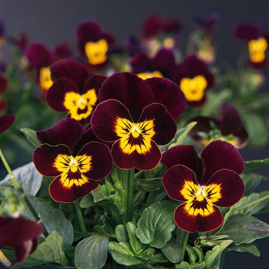 viola admiration flower seeds