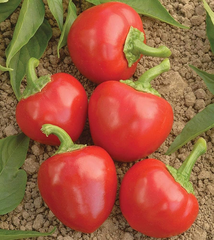 Red Cherry Hot Pepper Seeds for Planting heirloom & Non-GMO Seeds