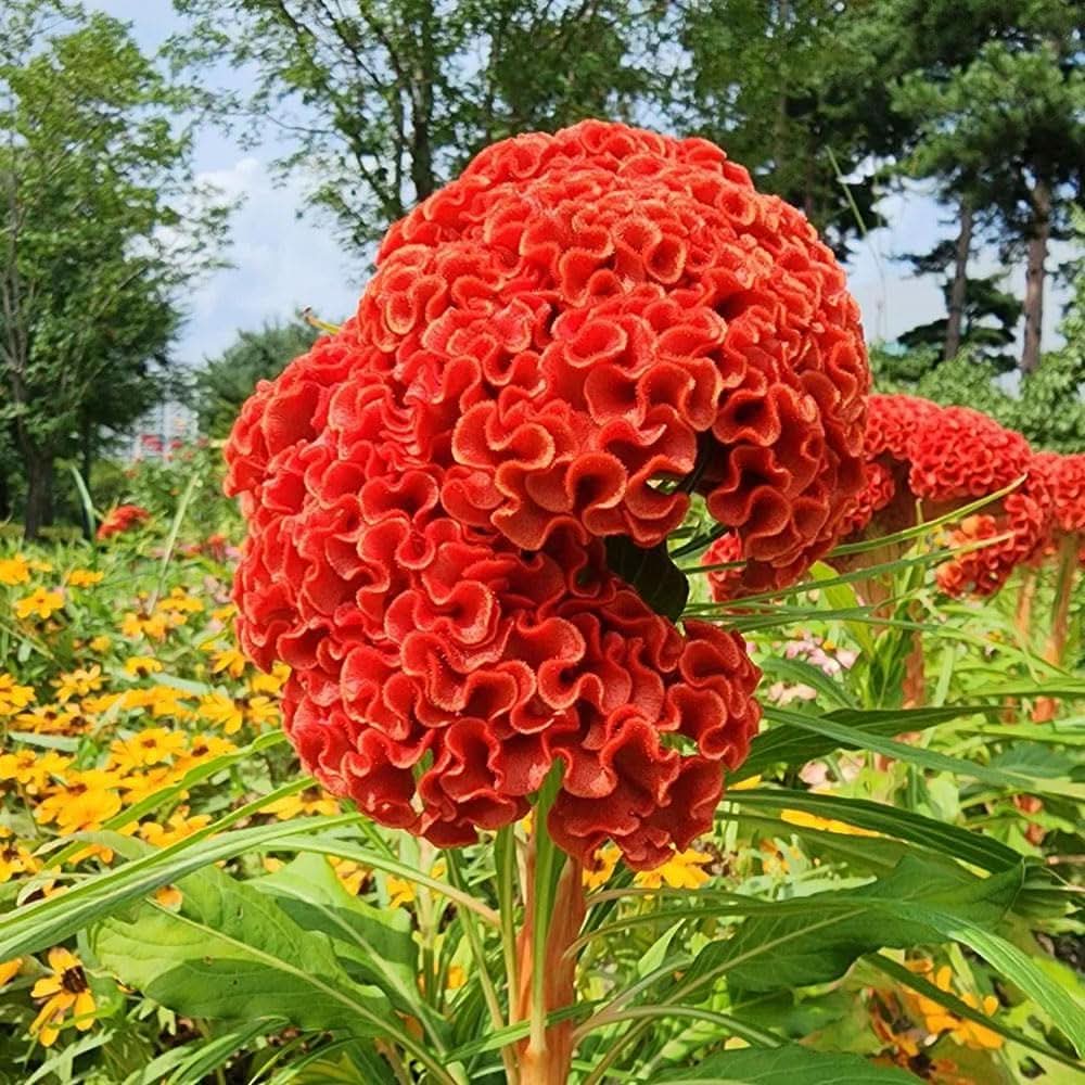 celosia giant flower seeds